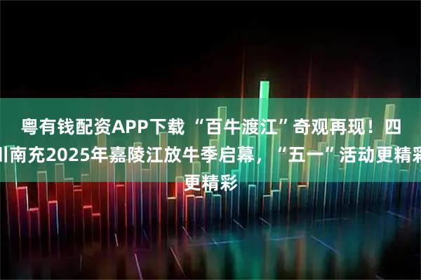 粤有钱配资APP下载 “百牛渡江”奇观再现！四川南充2025年嘉陵江放牛季启幕，“五一”活动更精彩